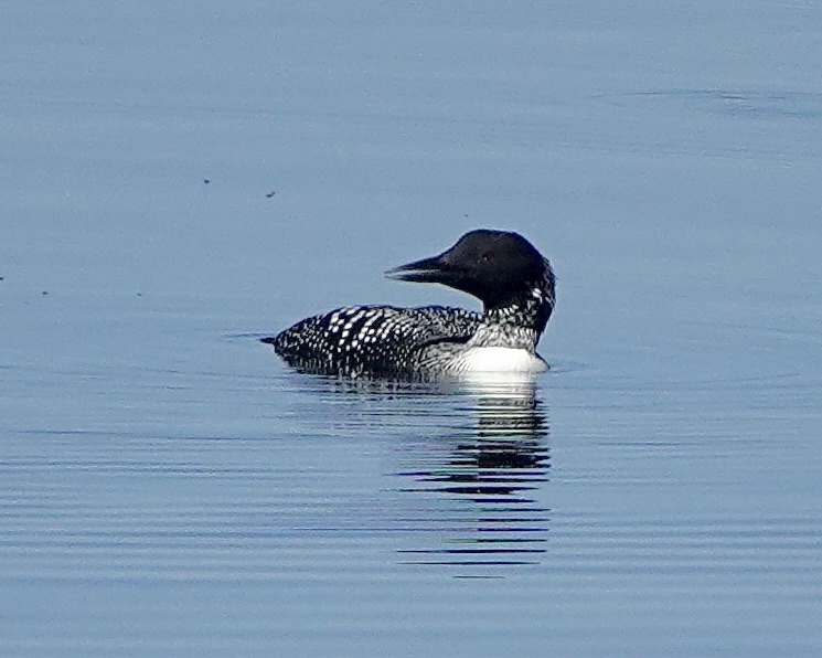 great northern diver